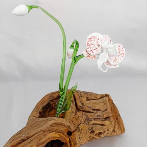 orchidée phalaenopsis blanche et rouge